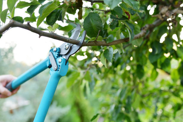 Emergency Storm Tree Removal